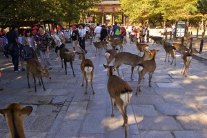 Visiter Nara