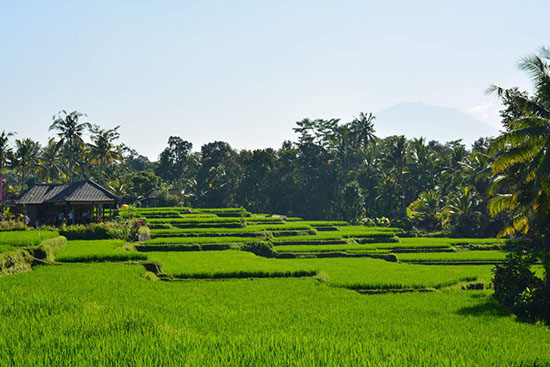 Rizieres-Ubud-Bali