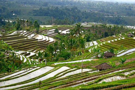 rizieres-munduk-Bali