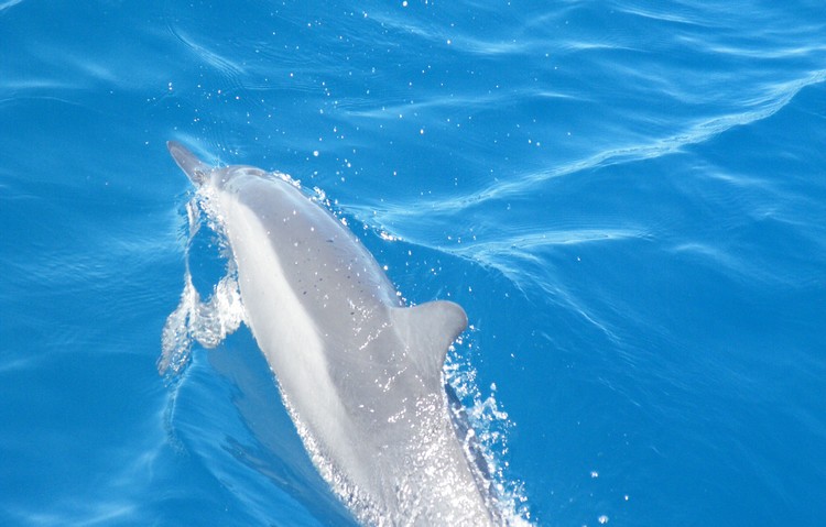 ou-voir-dauphin-ile-Maurice