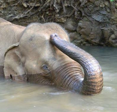 evp-elephant-en-captivite-habitat-nartuel