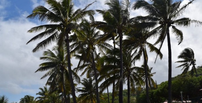 plage-grande-Anse-Sud-Reunion