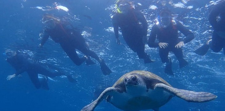 excursion-dauphins-tortues-los-cristianos