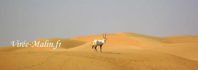 oryx-dubai-desert