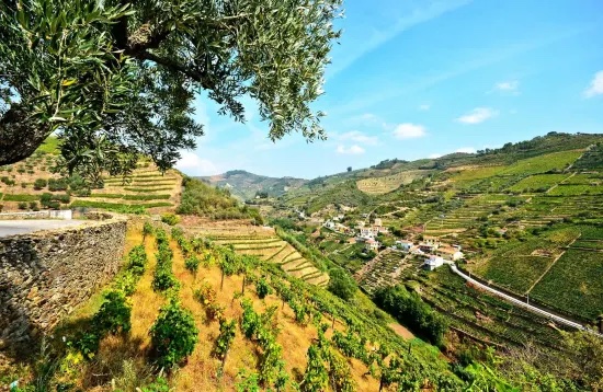 Excursion exceptionnelle dans la Vallée du Douro depuis Porto en Français 