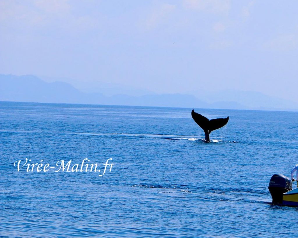 voir-baleine-en-bateau-depuis-samara-beach-avec-guide-francophone