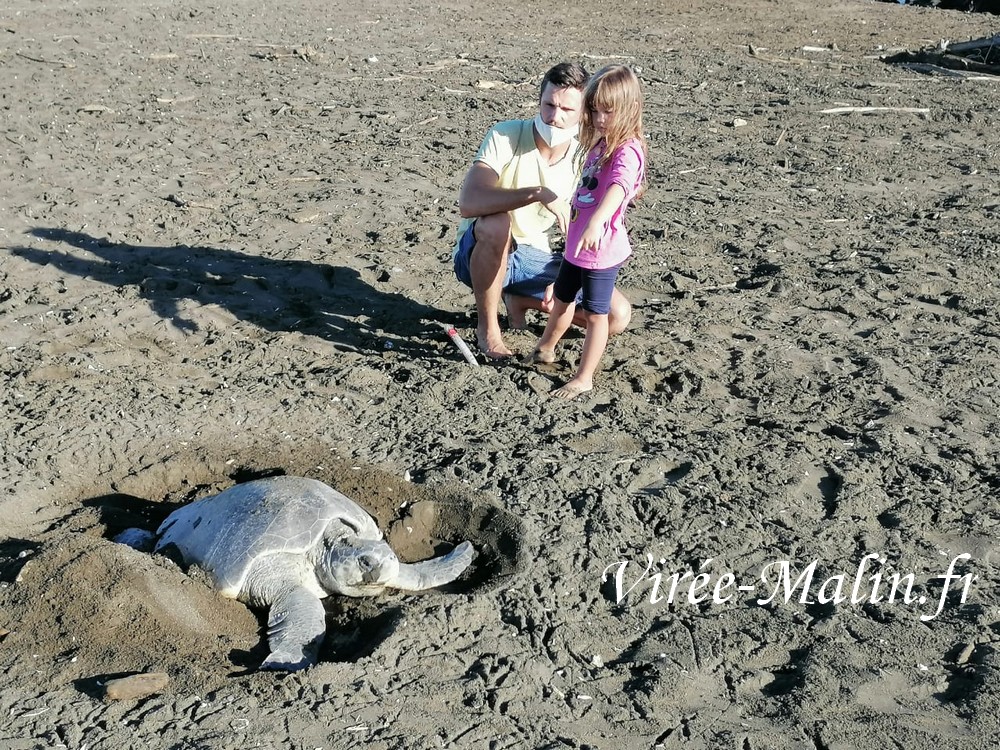 voir-tortue-mer-samara-beach-guide-francophone