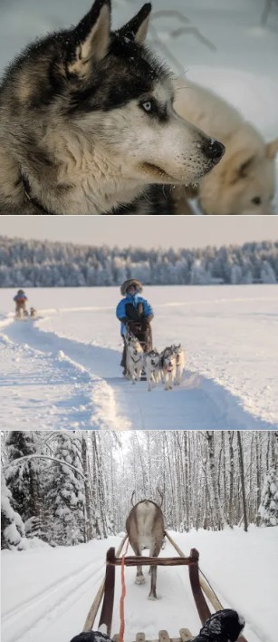 chien-de-traineau-Rovaniemi