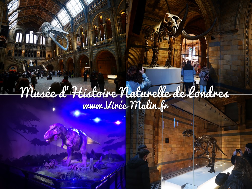 Musee-histoire-naturelle-Londres